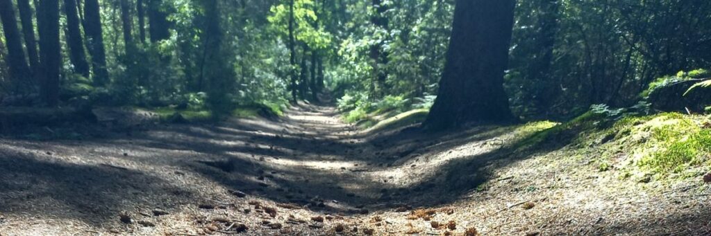 En bospad, perfect geschikt voor langzaam wandelen